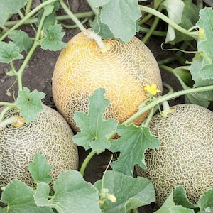 USA Cantaloupe Seeds