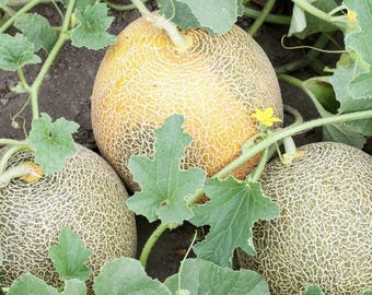 USA Cantaloupe Seeds