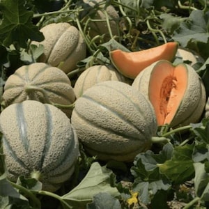 Tuscany Cantaloupe Seeds