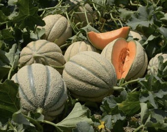 Tuscany Cantaloupe Seeds