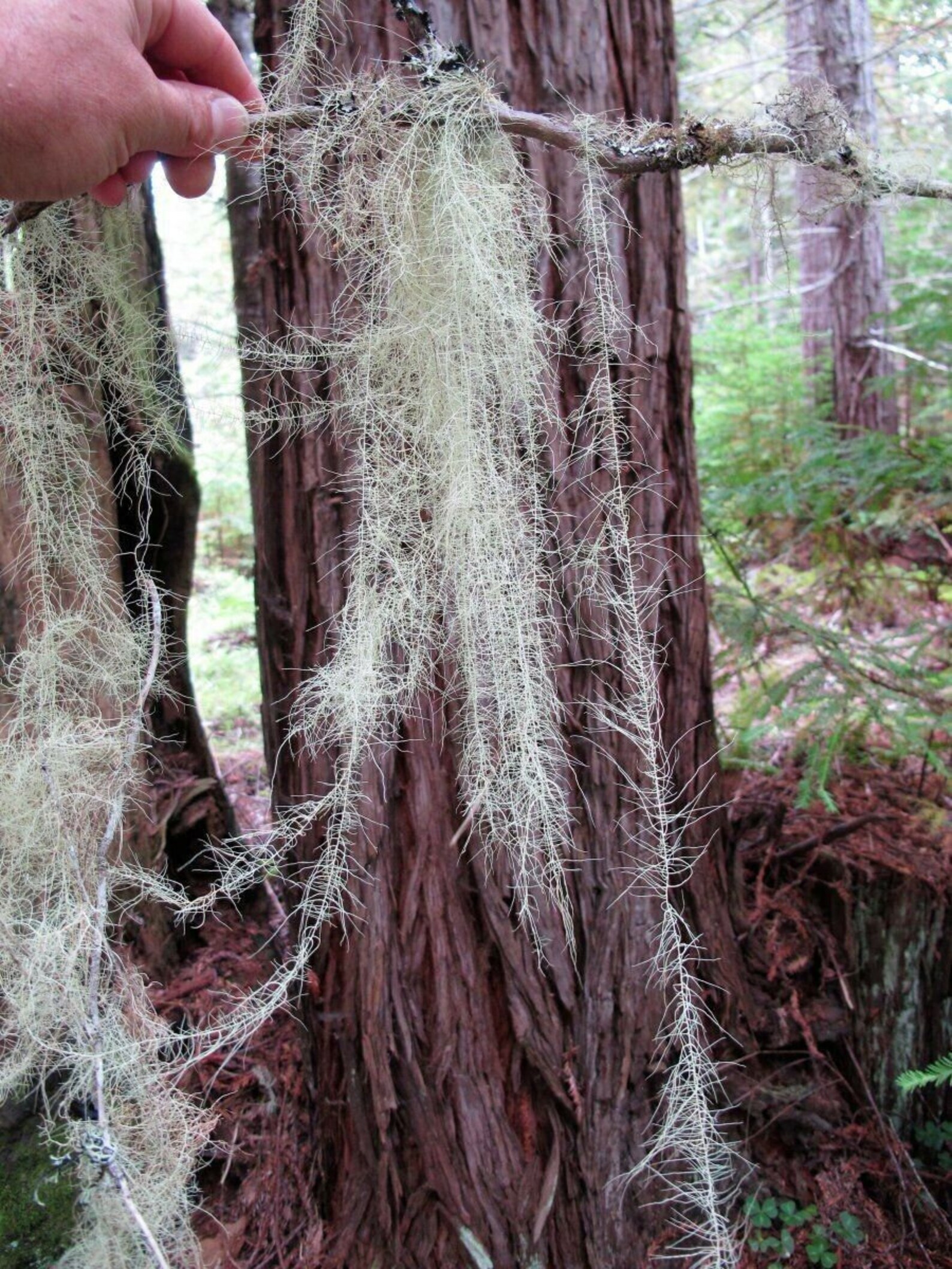 USNEA 3 x Gallon Bag Antibiotic Old Man's Beard Moss Etsy