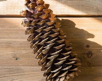 3 Giant Sugar Pine Cones  12"-15" Selectively Wild Crafted From Private Enchanted Forests.