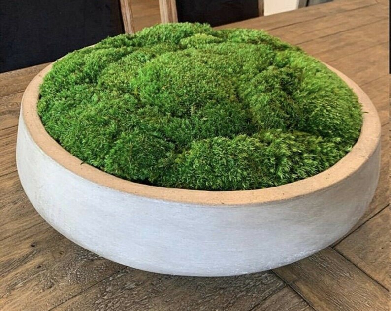 3 Gal Live Patch Moss Live Clump Moss Live Florists Moss Etsy