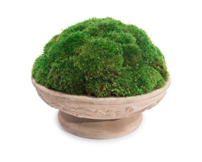1 Gal Live Patch Moss Live Clump Moss Live Florists Moss Etsy