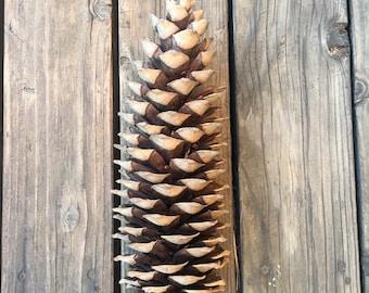 5 , 14-Inch Giant Sugar Pine Cones  Selectively Wild Crafted From Private Enchanted Forests.