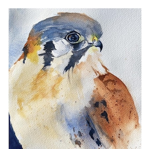 May include: Watercolor painting of a brown and blue American kestrel with a white background. The bird is looking to the right of the image. The artist's signature is in the bottom right corner.