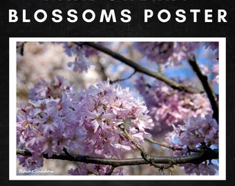 Pink Cherry Blossoms - 12x18 - Photography Poster Print - Fine Art by RaineShadow