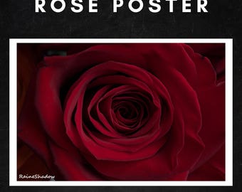 Red Rose - 18x12 - Photography Poster Print - Fine Art by RaineShadow