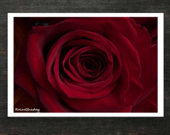 Rosa Vermelha - 30x45 cm - Impressão em Pôster Fotográfico - Arte de RaineShadow