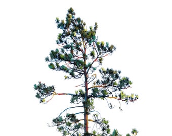 Red Pine digitale print