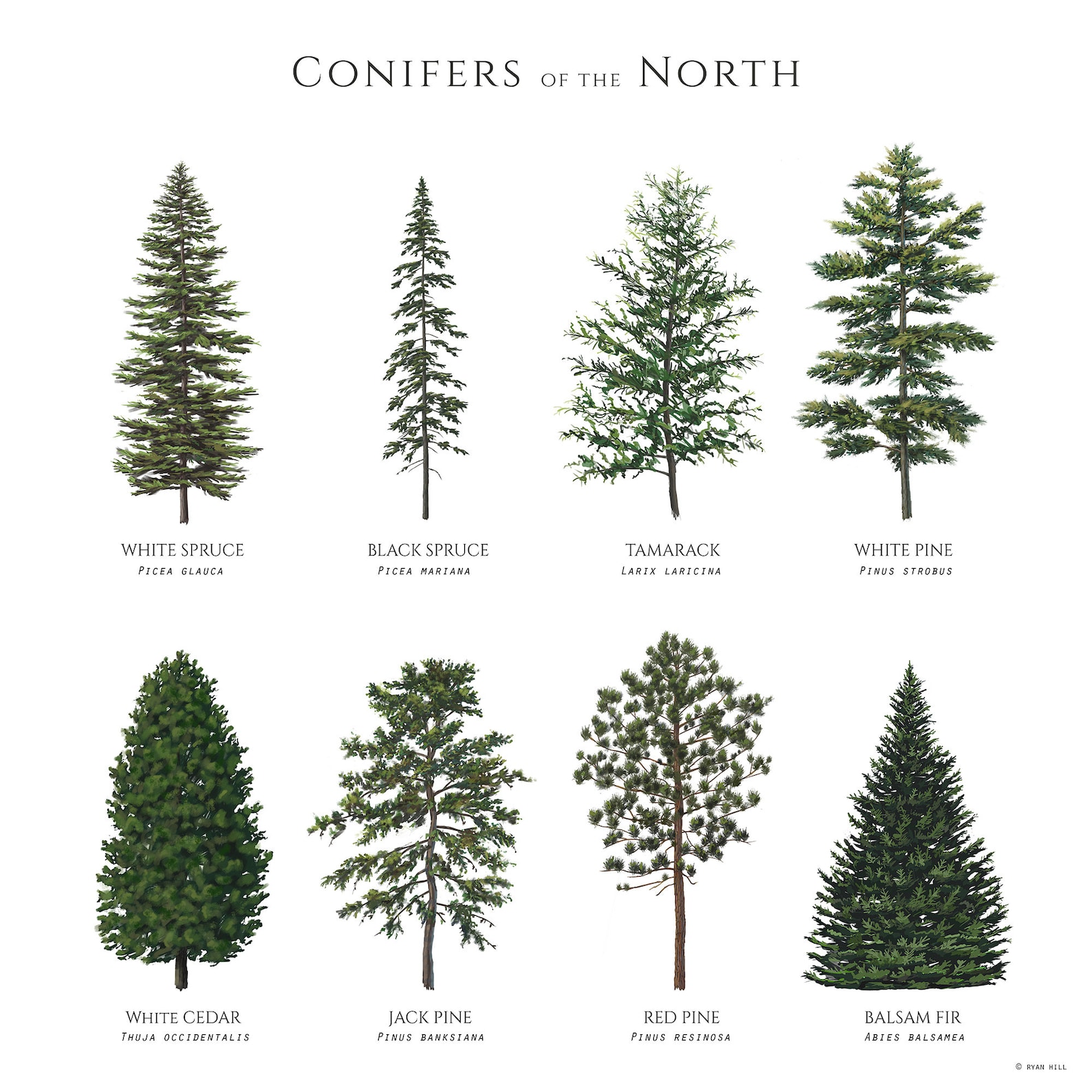 Illustrated Conifer Trees of the Northern Latitues of North America