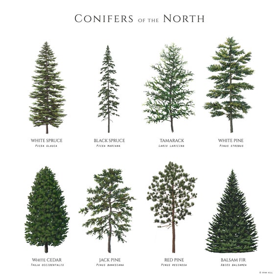 Northwestern Coniferous Forest Plants