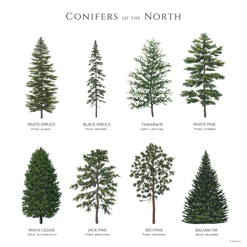 Illustrated Conifer Trees of the Northern Latitues of North America