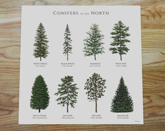 Conifer Forest Trees - the MRH Forum