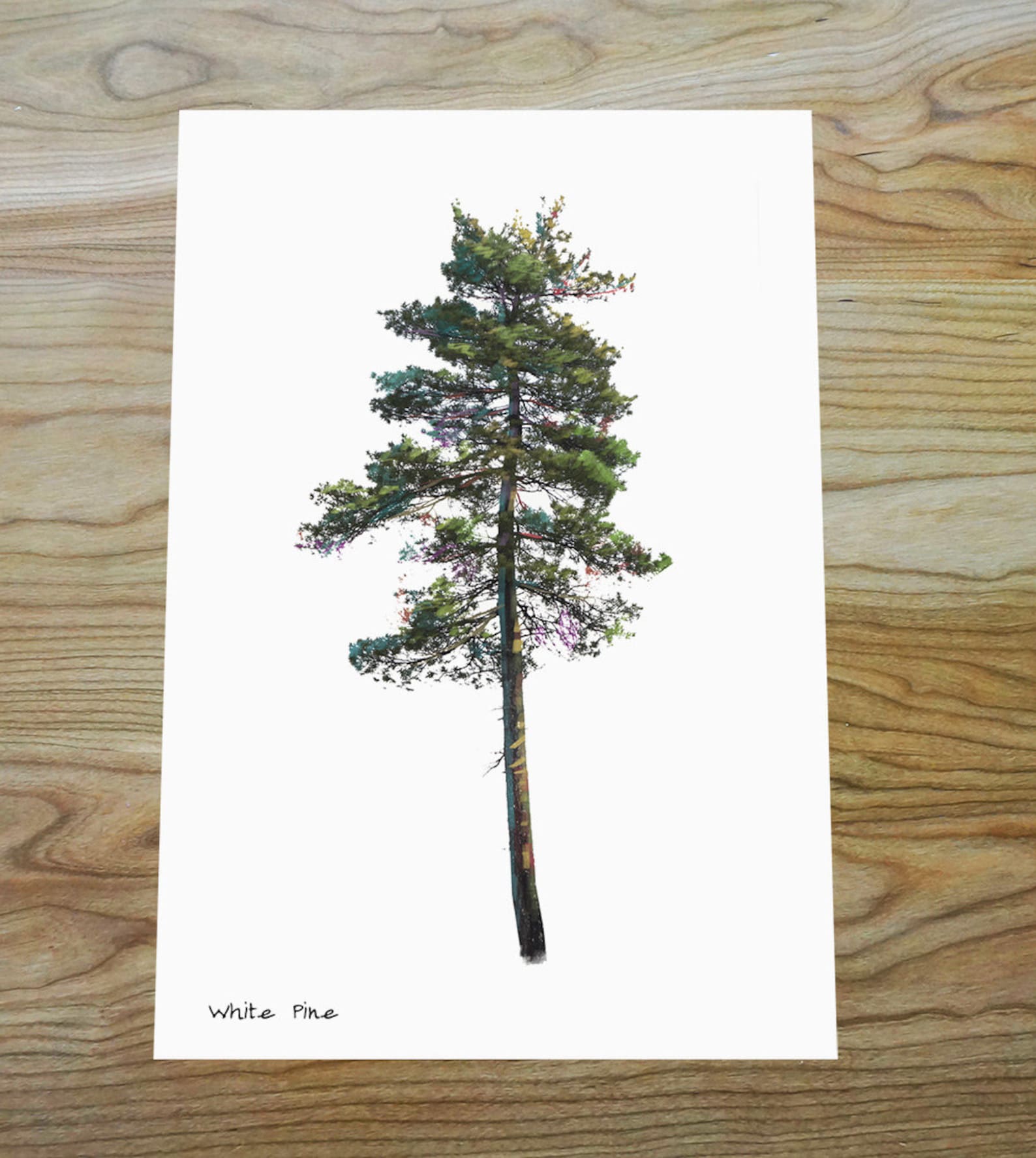 White Pine Digital Print - Etsy