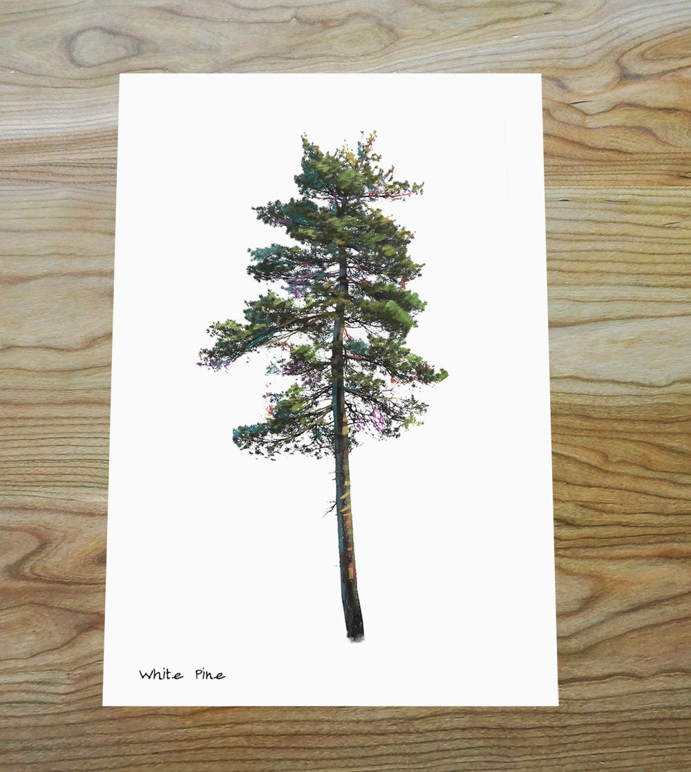 White Pine Digital Print - Etsy