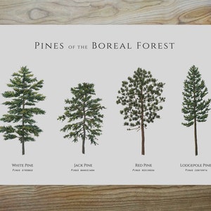 Illustrated pine trees of the Boreal Forest, Digital download