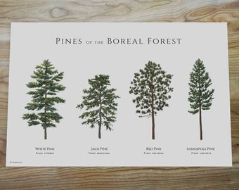 May include: Illustration of four different types of pine trees found in the boreal forest: White Pine (Pinus strobus), Jack Pine (Pinus banksiana), Red Pine (Pinus resinosa), and Lodgepole Pine (Pinus contorta).