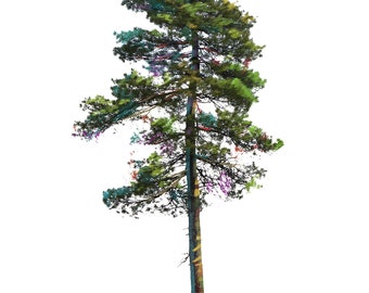 White Pine Digital Print