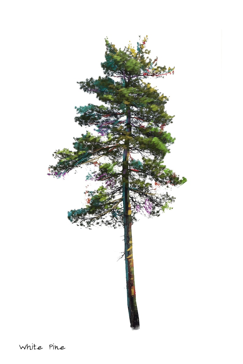 White Pine Digital Print - Etsy