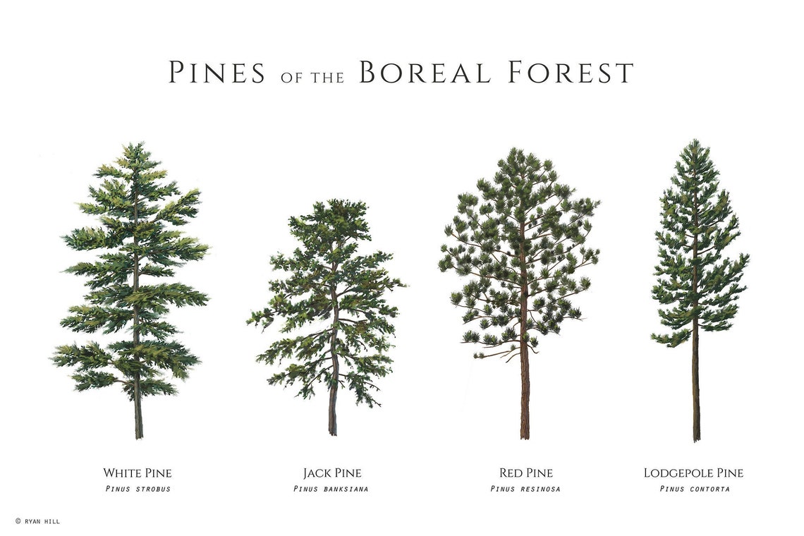 Illustrated Pine Trees of the Boreal Forest, Digital Download - Etsy