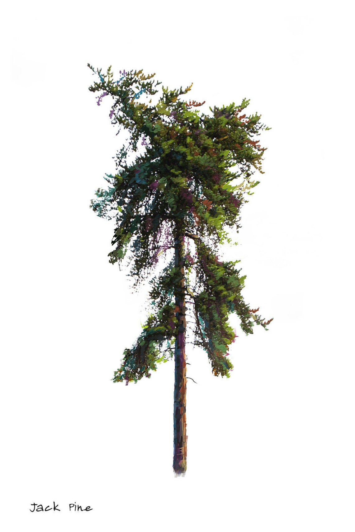 Jack Pine Digital Print Etsy