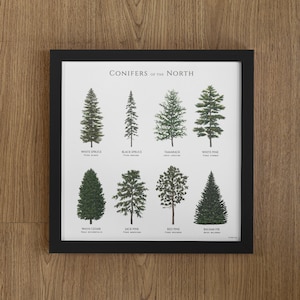 Illustrated conifer trees of the northern latitues of North America, Digital download