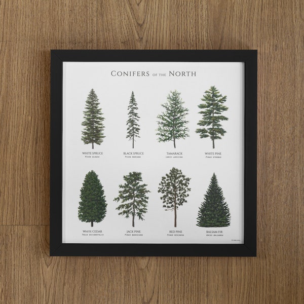 Illustrated conifer trees of the northern latitues of North America, Digital download