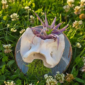 Real Atlas Bone Air Plant Wall Hanger