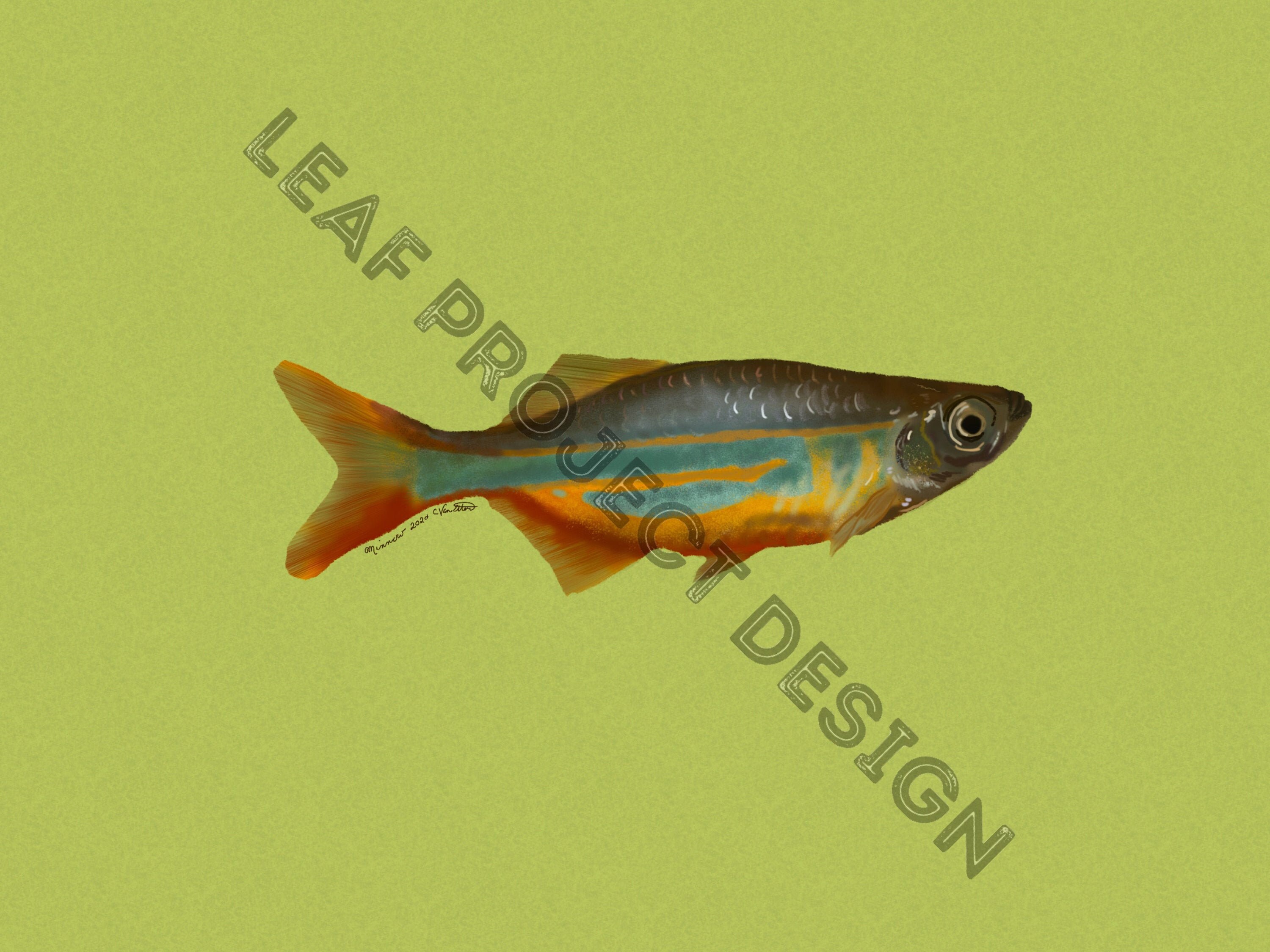 Rainbow Fish/Minnow HandDrawn Original Digital Artwork Etsy