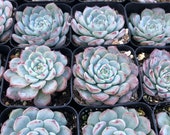 Echeveria Minima Blue Rosette Succulent in 2 Pot
