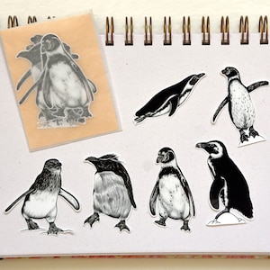 Penguin illustration sticker set - pack of 6 vinyl stickers - humboldt african little rockhopper endangered black and white bird ink drawing