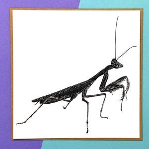 May include: A square greeting card featuring a detailed black ink illustration of a praying mantis on a white background. The insect is depicted in profile with its characteristic raptorial forelegs folded, long antennae, and textured wings.