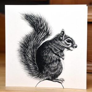 May include: A black and white ink drawing of a squirrel with a bushy tail. The squirrel is facing to the right and is sitting on a branch.