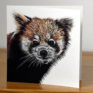 Roter Panda - quadratische Fine Art Grußkarte - Wild Wildlife Tusche Illustration Zeichnung Portrait Geburtstagskarte süßer gefährdeter Bär