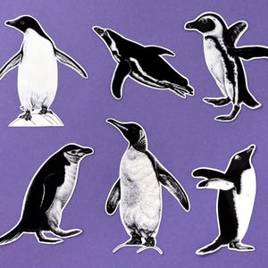 Peut inclure: Un ensemble de six autocollants de pingouins noirs et blancs sur un fond violet. Les pingouins sont dans différentes poses, certains sont debout, certains nagent et certains volent.