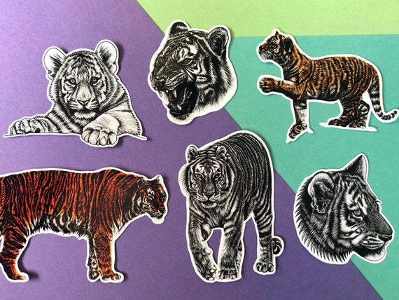 Tiger illustration sticker set - pack of 6 vinyl stickers - amur tigers animal endangered black and white ink drawing decal big cat siberian
