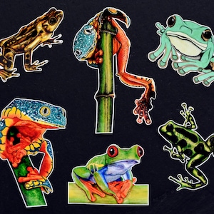Frog illustration sticker set - pack of 6 vinyl stickers - tropical animal endangered colourful decal treefrog amphibian green froggie