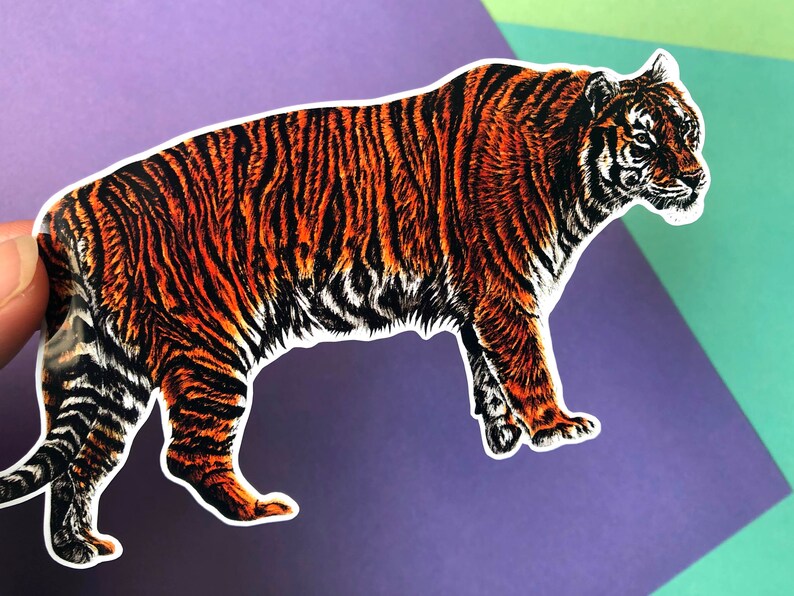 Op de afbeelding: Een sticker van een oranje en zwarte tijger met witte strepen. De tijger loopt naar rechts en kijkt over zijn schouder terug.