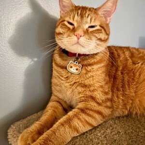 May include: A close-up of an orange tabby cat wearing a red collar with a cat-shaped tag. The cat is lying on a brown surface and has its eyes closed.