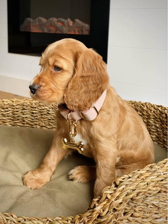 Cute Dog Tag 3D Personalized Name Pet ID Tag, Custimizable Engraved Dog ID Tag, Dog Collar Tag, Custom Dog Name Tag Cat Tag