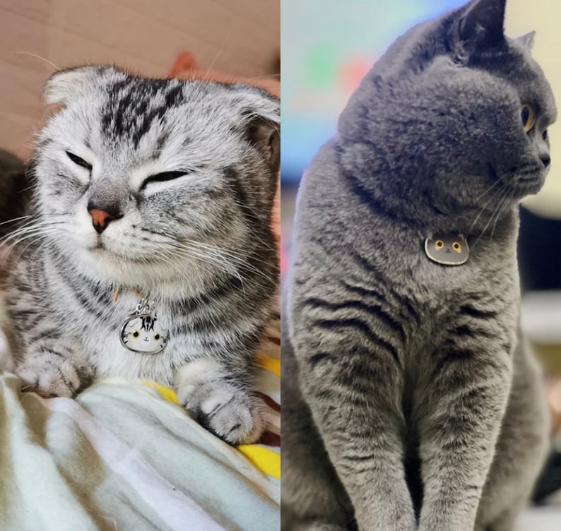 May include: Two cats wearing collars with cat-shaped tags. The cat on the left is a silver tabby with closed eyes. The cat on the right is a gray British Shorthair.