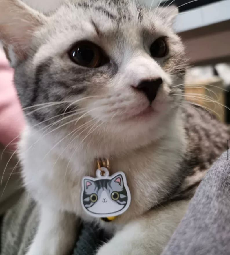 Cute Cat Tag Personalised Name Pet ID Tagcustimizable Cat ID Etsy