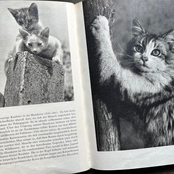 1957 Katzen und Katzchen Cats Book in German Children Book Black and White Photo Album Kids Educational Zoo East Germany Vintage Retro GDR