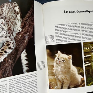 1984年 フランス製 Les Felins 猫の本 写真集 動物 参考 教育 ヴィンテージ レトロ フランス トラ ライオン ピューマ オオヤマネコ