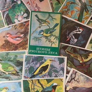 Ensemble de 16 cartes postales de peintures d'oiseaux forestiers de l'URSS vintage, histoire de la nature, science, époque soviétique, 1979