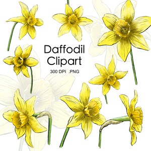 Flower Clipart Daffodil - Spring flowers - Yellow Narcissus - Illustration - Hand Drawn - Flower sketch - Digital download - Invitation png