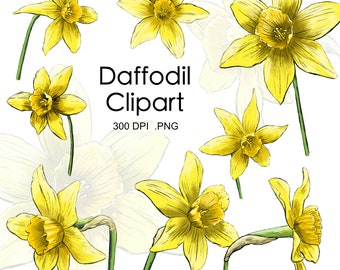 Flower Clipart Daffodil - Spring flowers - Yellow Narcissus - Illustration - Hand Drawn - Flower sketch - Digital download - Invitation png