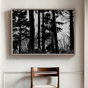Dark Forest Woodland Trees Photographic Fine Art Print