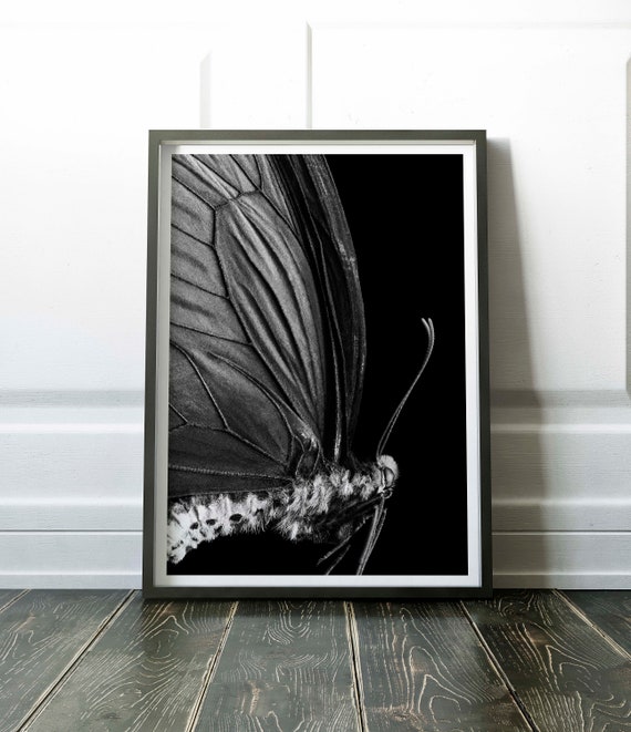 Cool Black and White Butterfly Wall Art Fine Art Photography Etsy